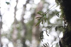 Por precaução em razão da chuva, três parques da região de Curitiba ficarão fechados neste fim de semana.