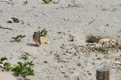 Coruja em meio a praia