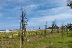Foto de árvores plantadas na orla