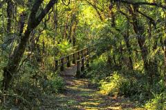 Foto de ponte no Parque Estadual Rio da Onça