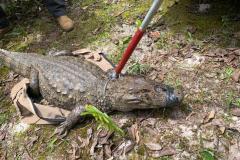 IAT padroniza ações para resgate da fauna silvestre nas cidades e suas proximidades 