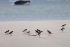 Foto de pássaros na praia