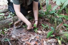 Foto de voluntários plantando mudas