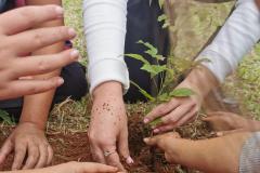MÃOS PLANTANDO