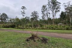 Foto de vegetação da Floresta Estadual Metropolitana