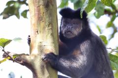 MACACO NA NATUREZA