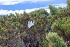 Descarte de dejetos e resíduos na natureza