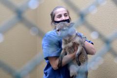 Foto de veterinária cuidando de animal