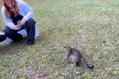gato do mato sendo devolvido à natureza