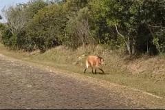 Foto de lobo guará no Parque Vila Velha