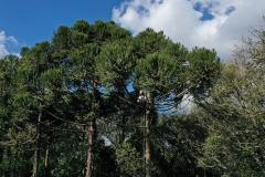 ARAUCÁRIAS