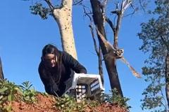 Foto de coruja sendo solta por agente do IAT