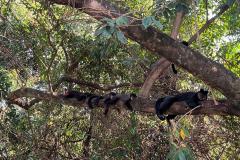 COMUNIDADED E MACACOS