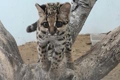 felino resgatado