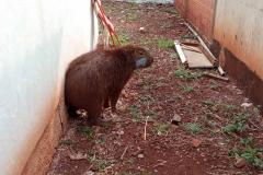 CAPIVARA DEVOLVIDA À NATUREZA