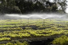 CAMPO E FRUTOS E VIVEIROS