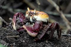 Foto de caranguejo em praia