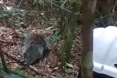 RESGATE DO PORCO ESPINHO