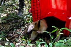 Foto de tamanduá sendo devolvido à natureza
