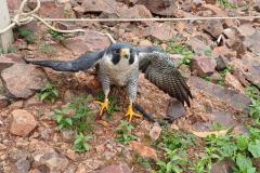 FALCÃO RESGATADO 