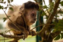NAIL_MONKEYS