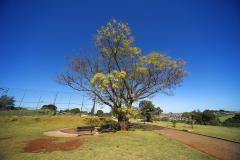 Fotos de árvores e vegetação em ambientes urbanos