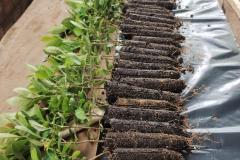 Fotos de mudas cultivadas pelo IAT