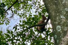 Foto de onça resgatada pelo IAT