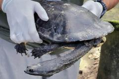 Após longa recuperação, cágado-pescoço-de-cobra retorna à natureza