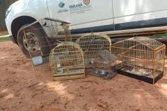 IAT resgata seis aves silvestres de criadouro irregular em Umuarama