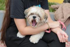 Foto de cachorro com dona