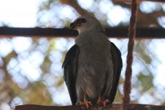 Gavião volta à natureza em Foz do Iguaçu após se recuperar de fratura na asa