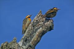 Foto de fauna silvestre paranaense