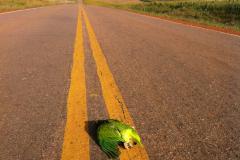 Foto de pássaro atropelado