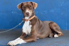 Mutirão do CastraPet Paraná vai passar por 20 municípios em dezembro