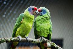 IAT reforça orientações sobre compra legal de animais silvestres; veja as regras