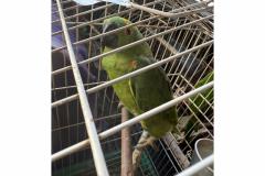 PCPR, PMPR e IAT resgatam 36 aves silvestres durante operação em Paraíso do Norte