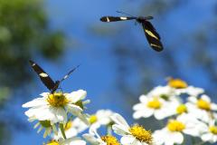 Foto de áreas preservadas paranaenses