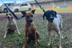Foto de cachorro
