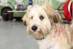 Foto de ação do Castrapet Paraná