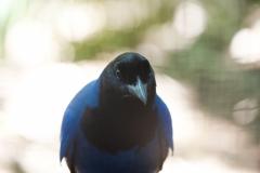 Foto de gralha-azul
