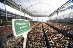 Foto de viveiro de mudas do IAT