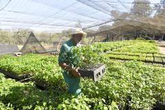 Foto de produção de mudas do IAT