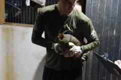 Foto de soltura de pacas e cotias