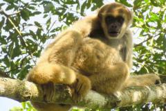 Foto de mono-carvoeiro