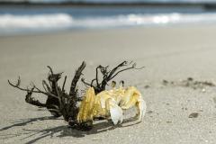 Foto de caranguejo em praia