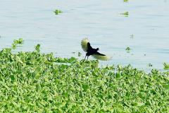 Foto de pássaro voando sobre lago com vegetação