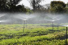 Foto de cultivo de mudas no IAT