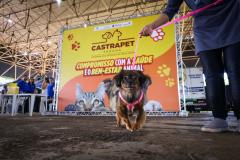 Foto de cachorros em ações do Castrapet