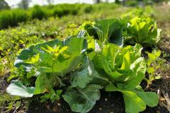 Foto de cultivo agrícola